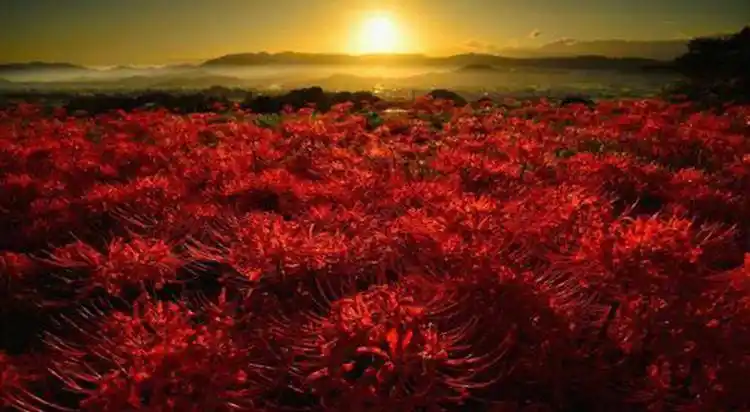 彼岸花的故事(三生石和彼岸花的故事)