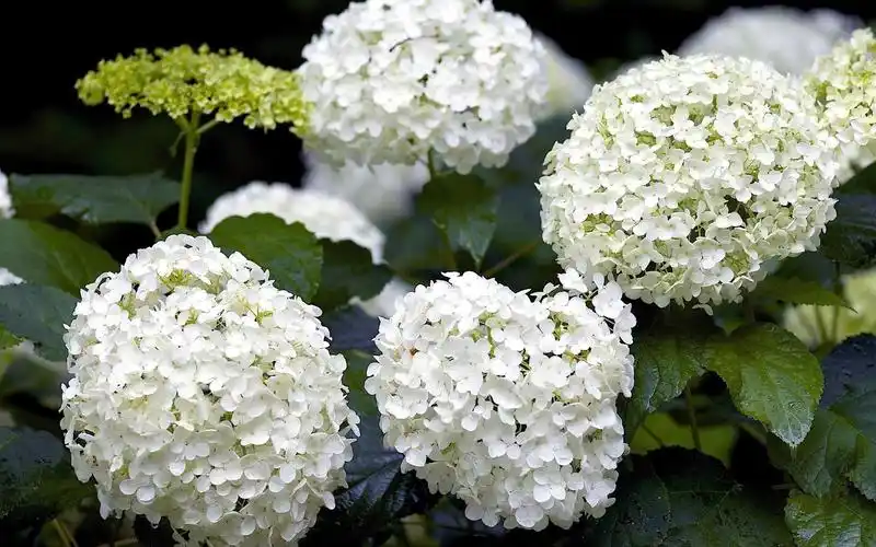 壁纸 白色的绣球花 1920x1200 hd 高清壁纸, 图片, 照片