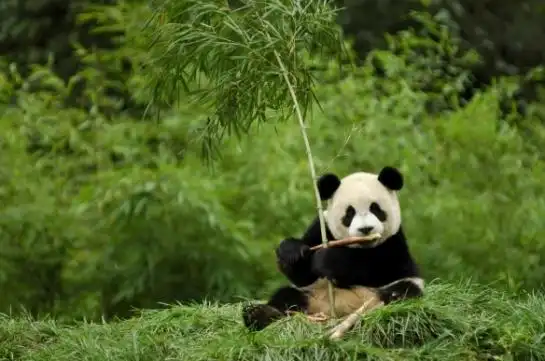 中国的国宝是什么,中国现在的国宝动物是谁