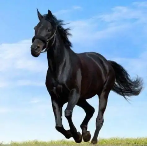 陈冠希阿娇6分钟视频免费观看