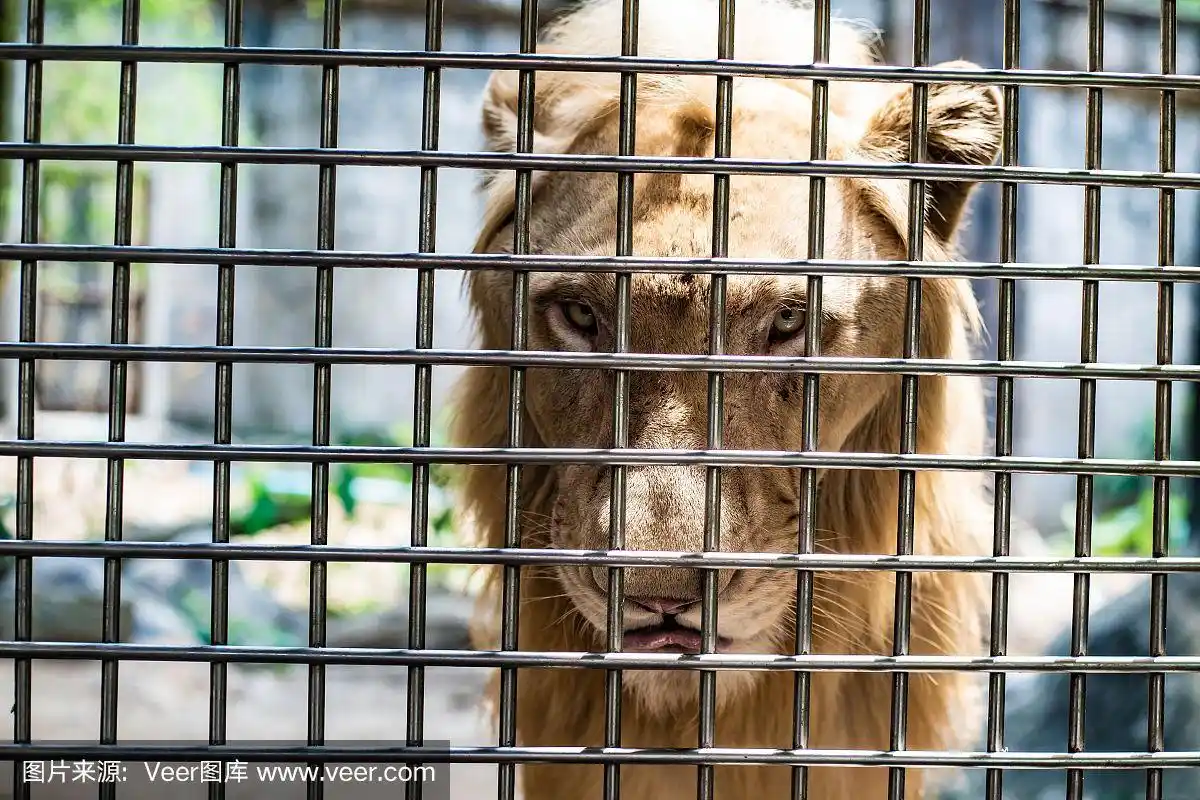 被关在笼子里的狮子的悲伤表情,被囚禁的概念,对动物的嘲笑
