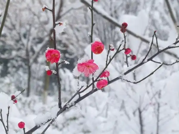 傲雪寒梅_盐城市响水县人民检察院