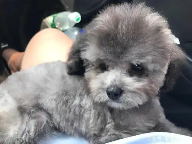 灰泰迪几个月全部变灰?如何挑选灰泰迪