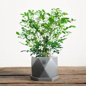 九里香适合深盆还是浅盆