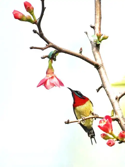 终于拍到心中想要的花鸟图了
