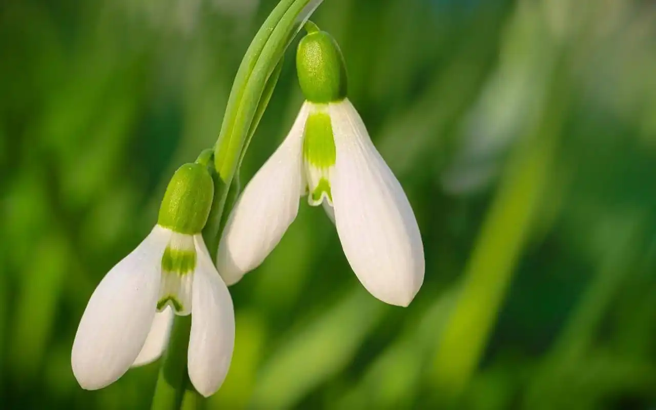 唯美好看的雪花莲图片电脑壁纸