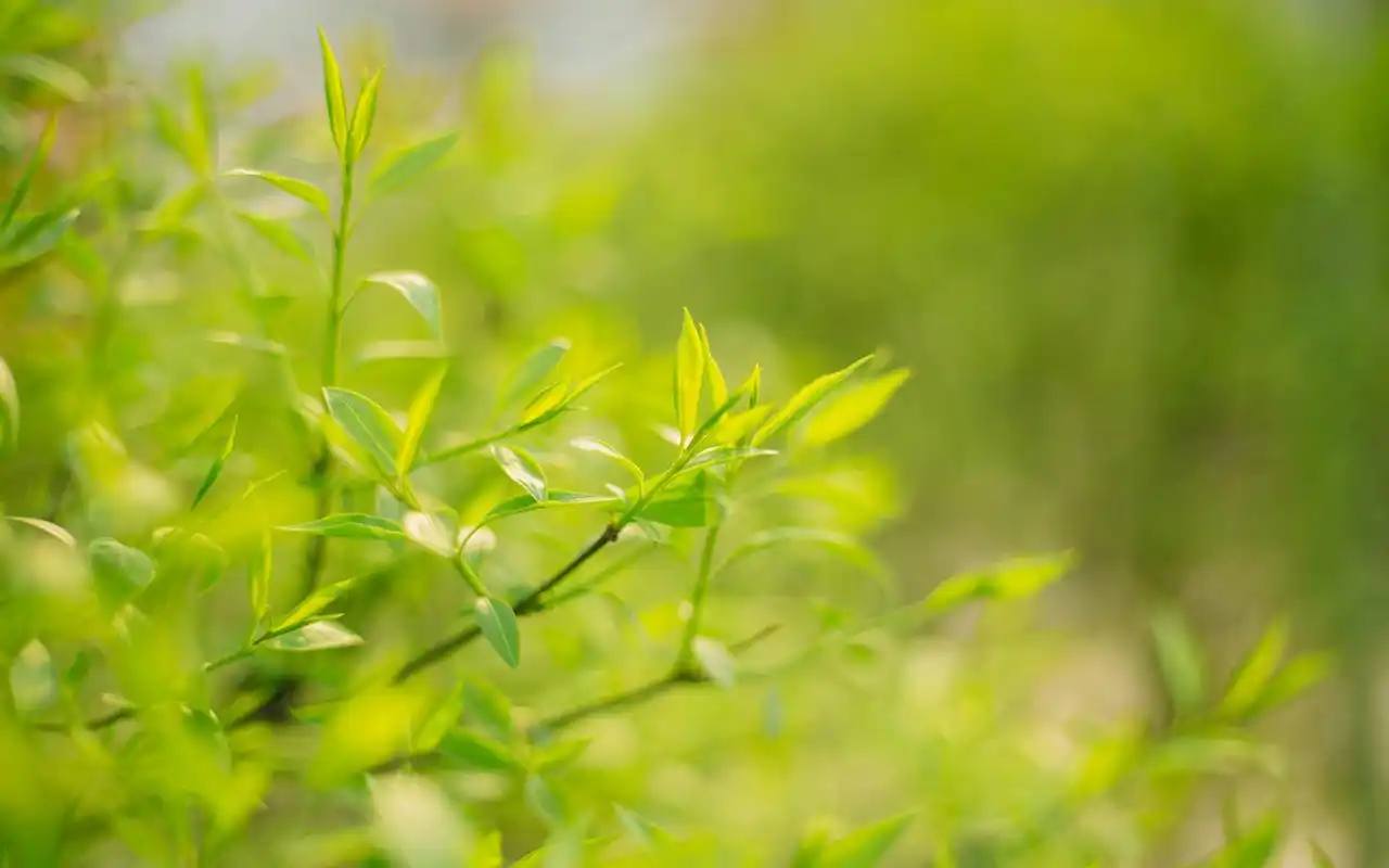 绿色护眼植物高清摄影图片电脑壁纸