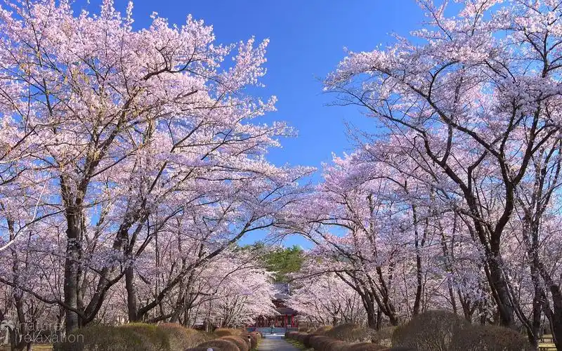 【4k】1小时日本春季航拍风光片伴随舒缓钢琴曲|放松舒缓,壁纸预警!