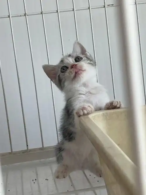 小猫咪英短美短