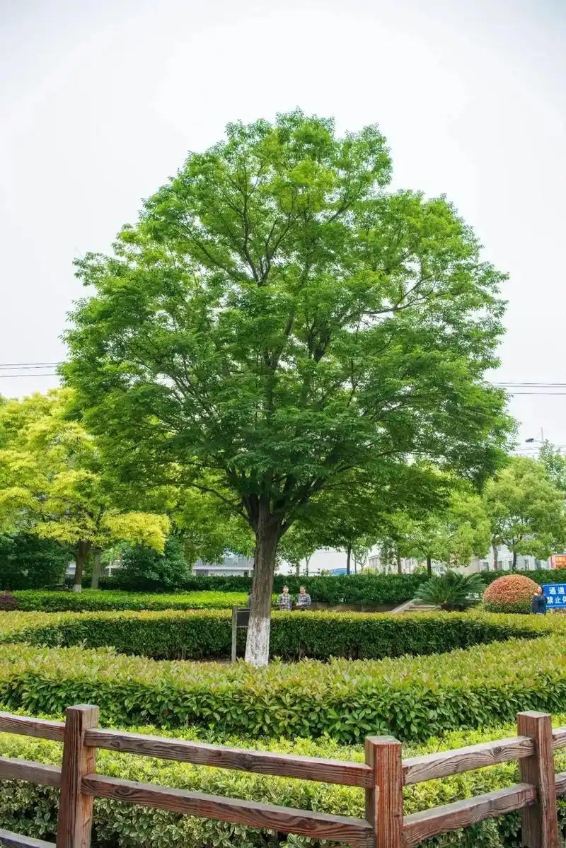 【提示】你知道上海有哪些高寿的榉树吗?