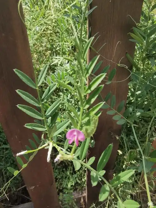 你吃过野豌豆吗