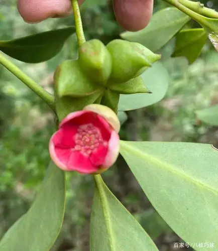 红花八角 八角花