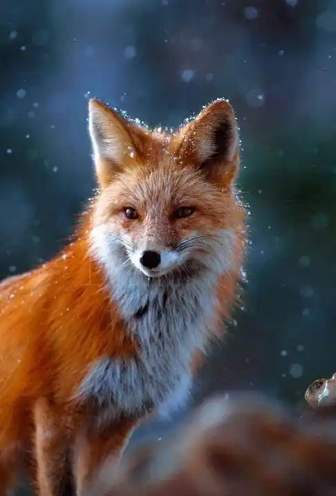 狐狸的颜值能有多高高贵的赤狐优雅的北极狐方脸藏狐