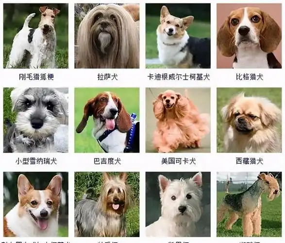 178个品种的狗狗傻傻分不清楚有了它一扫就能认出