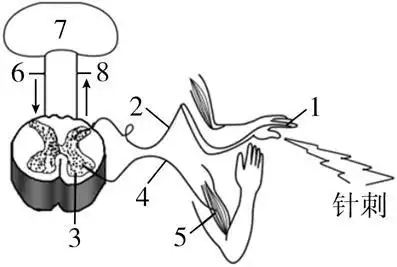 完成缩手反射并形成痛觉的过程示意图,其中1～5表示反射弧各部分结构