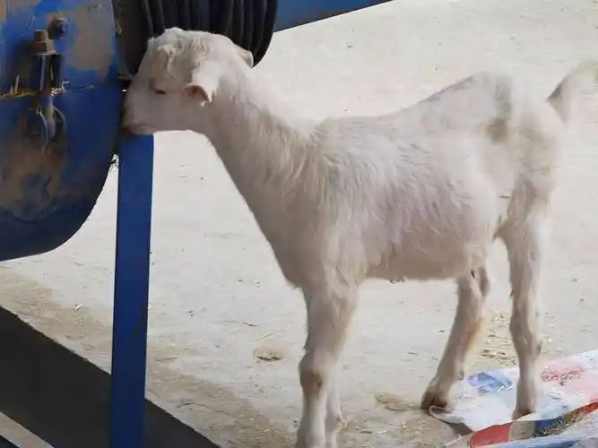曾经河南最出名的山羊,现在却踪迹难寻,纯种难找,惋惜