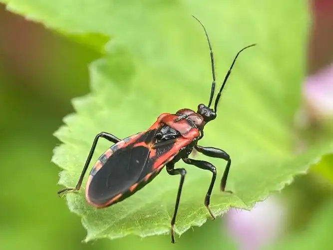 【首发】帅气的蝽(二)