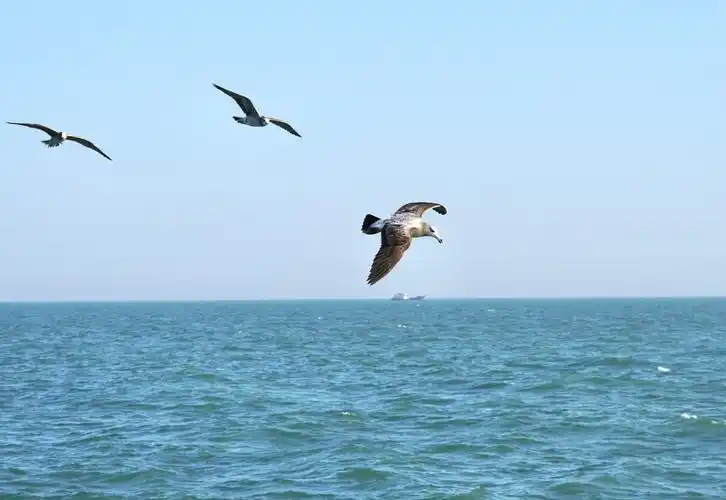 东海海面上的海鸥