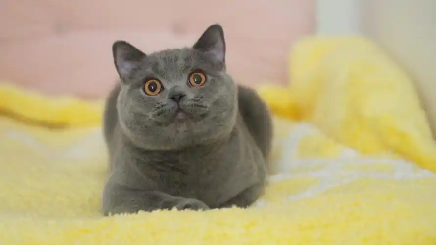 英短纯蓝长的都一样