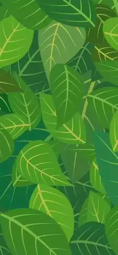 超火的绿色系壁纸,全是精品哦,赶快来抢