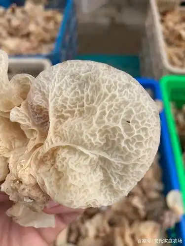 羊肚耳又叫珍珠菌