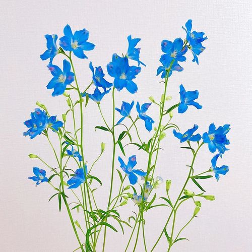 蓝色的花种大全/秋天种的花千鸟草室外庭院北方四季开花易活播种【15