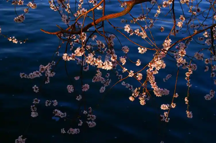 山桃花壁纸图片