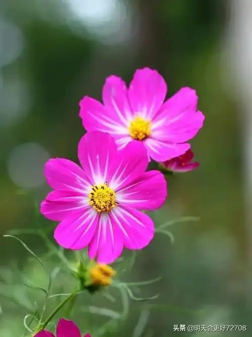 分享图片:好看漂亮的花朵_网易订阅