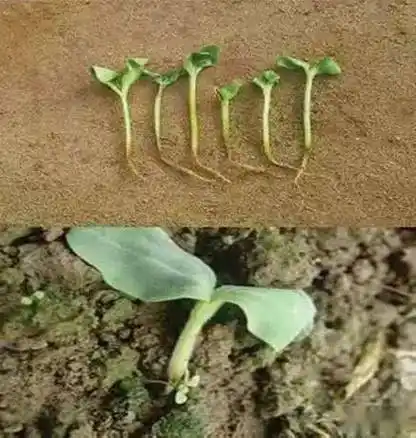 植保西瓜常见病虫害防治