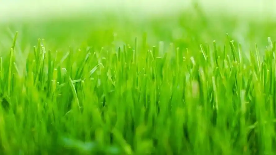 绿色护眼小清新壁纸图片