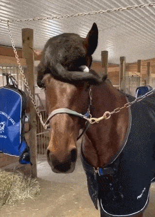 不小心把猫撸到翻白眼表情销魂中带点变态