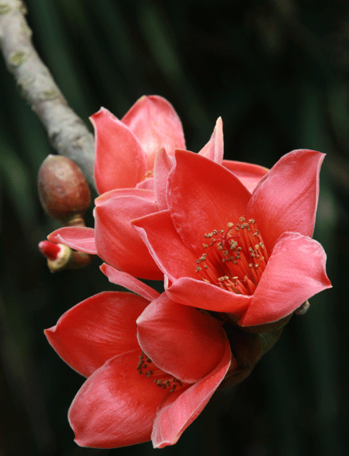 厦门木棉花盛开