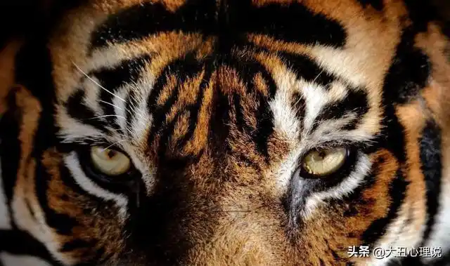 心理测试哪个眼睛最凶狠测你是真聪明还是装聪明