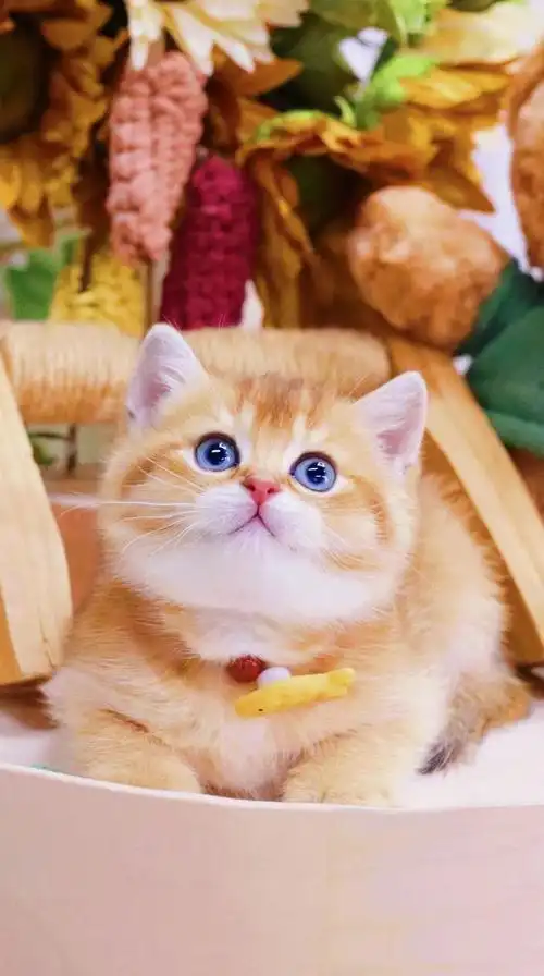 ny12色纯种英短金渐层11色绿眼睛金色小奶猫25色宠物猫小幼崽批发