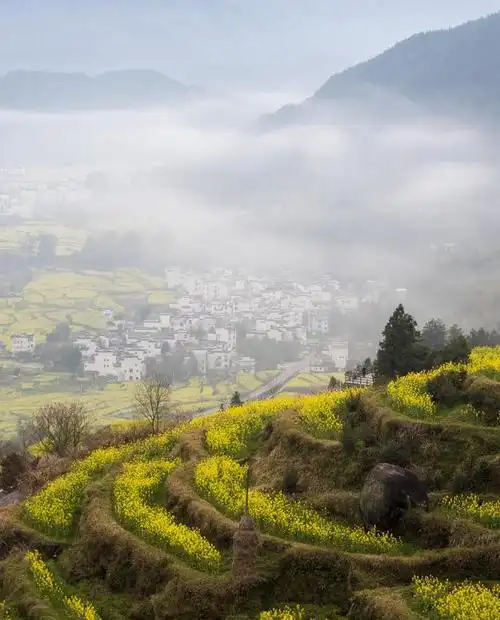 江西婺源春景如画|梯田|婺源县|上饶市|江西省|江岭村_网易订阅