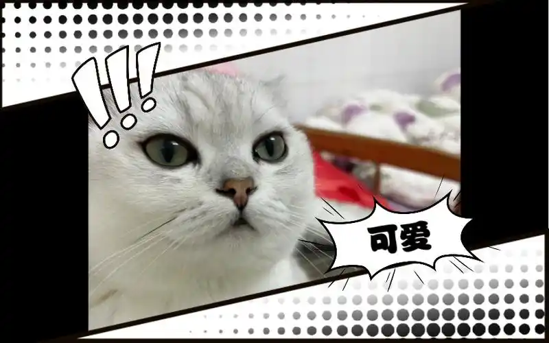 喵喵酱日常美照