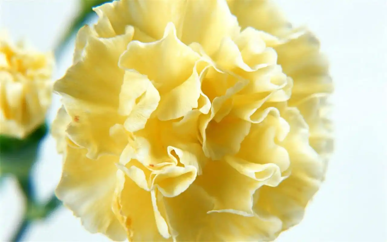 唯美小清新花朵康乃馨高清特写桌面壁纸第一辑