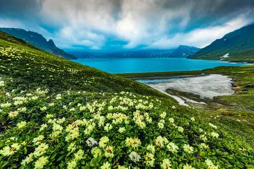 初春长白山,天池旁高山花卉竞相绽放,仿佛是一处天生的大