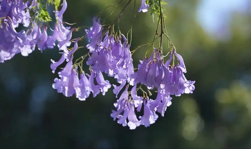2020蓝花楹拍摄花絮