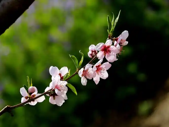 粉色桃花图片花卉鲜花花朵桃花