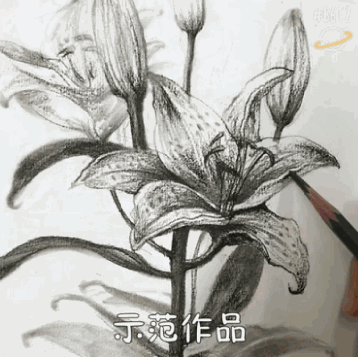 透视比例线条全方位解读速写难点花卉 静物 风景 动物 人物课程素材