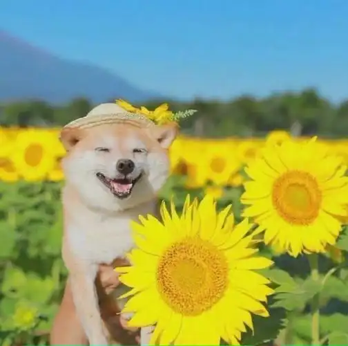 新的一周,希望大家开心(图片.纯摄)