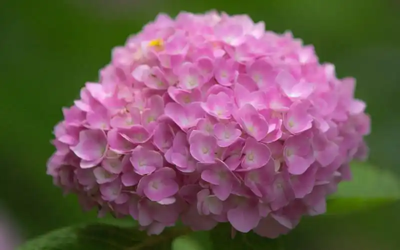 五彩绣球花唯美高清桌面壁纸