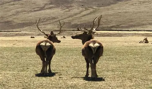 类乌齐马鹿保护区已达1200平方公里群众护林员近两千名