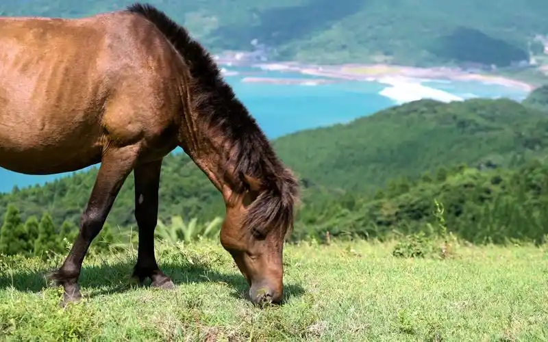 生活在海边山坡上的野生马们-宫崎县都井岬