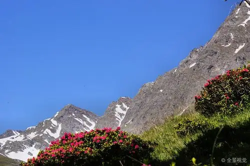 蓝天_高山_玫瑰_蓝色_晴空_雪冠_山_图片大全—全景创意图库(quanjing