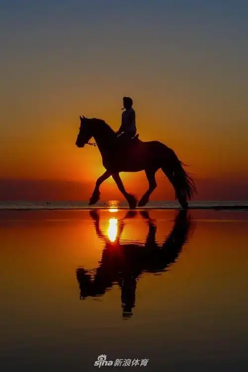 夕阳下马儿剪影绰约 岁月静好_网易订阅