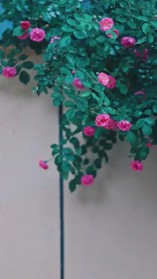 4k超清全面屏壁纸