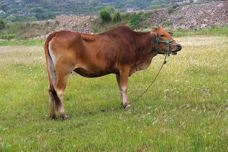 牛,黄牛图片_牛,黄牛高清图片_全景视觉