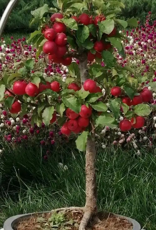 冬红果(海棠)盆景,世界花卉大观园.